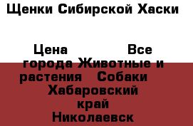 Щенки Сибирской Хаски › Цена ­ 20 000 - Все города Животные и растения » Собаки   . Хабаровский край,Николаевск-на-Амуре г.